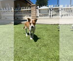 Small #2 Australian Shepherd Mix