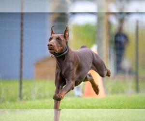 Doberman Pinscher Puppy for sale in TIPTON, IN, USA