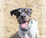Small Boxer-Pointer Mix