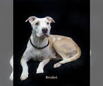 Small #1 Mutt