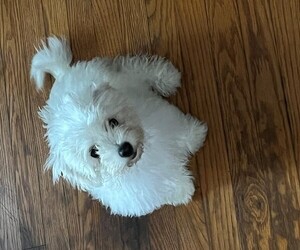 Bichon Frise Puppy for sale in RACINE, WI, USA