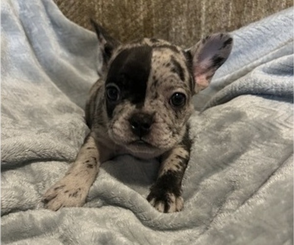 Medium Photo #5 French Bulldog Puppy For Sale in OCALA, FL, USA