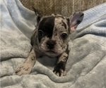 Small #4 French Bulldog