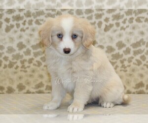 Miniature Bernedoodle-Pomsky Mix Puppy for sale in DENVER, PA, USA