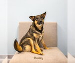 Small #1 Mutt
