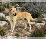 Small Labrador Retriever Mix