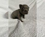 Small Photo #4 French Bulldog Puppy For Sale in NAMPA, ID, USA