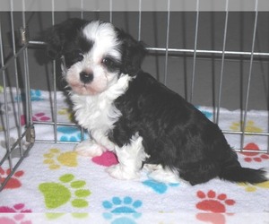 Maltipoo Puppy for sale in ORO VALLEY, AZ, USA