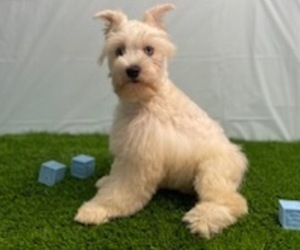 Schnauzer (Miniature) Puppy for sale in STUART, FL, USA