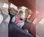 Small #6 American Pit Bull Terrier