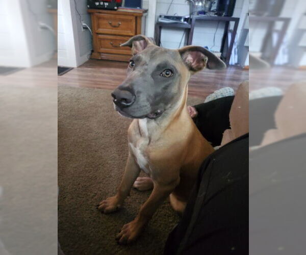 Medium Photo #20 Mutt Puppy For Sale in Sebec, ME, USA