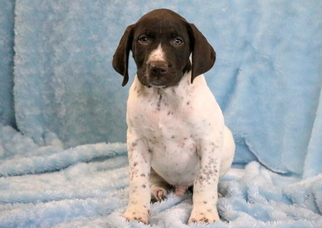 German Shorthaired Pointer Puppy for sale in MOUNT JOY, PA, USA