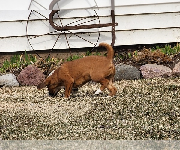 Medium Photo #5 Puggle Puppy For Sale in GREENWOOD, WI, USA