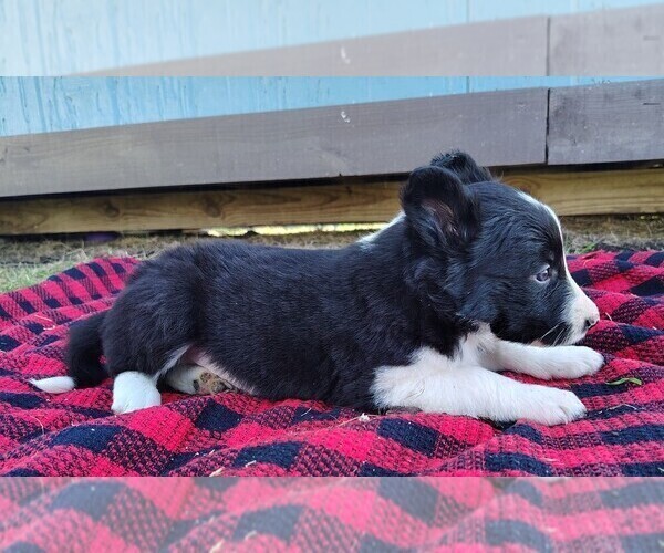 Medium Photo #7 Border Collie Puppy For Sale in NORBORNE, MO, USA