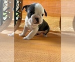 Puppy Blue White 2 French Bulldog