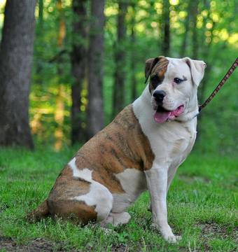 Medium Photo #1 Alapaha Blue Blood Bulldog Puppy For Sale in CLEVELAND, GA, USA