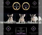 Puppy Vivian AKC French Bulldog