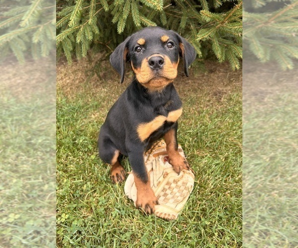Medium Photo #4 Rottweiler Puppy For Sale in MIDDLEBURY, IN, USA