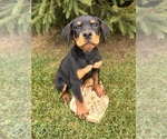 Small Photo #4 Rottweiler Puppy For Sale in MIDDLEBURY, IN, USA