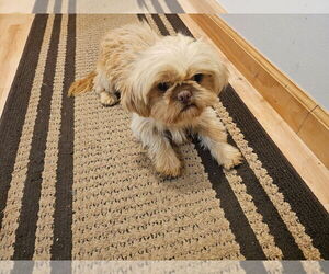 Mother of the Shih Tzu puppies born on 12/24/2025