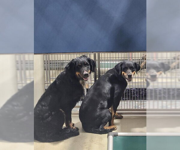 Medium Photo #1 Rottweiler-Unknown Mix Puppy For Sale in Bakersfield, CA, USA
