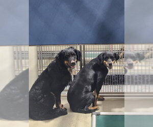 Rottweiler-Unknown Mix Dogs for adoption in Bakersfield, CA, USA
