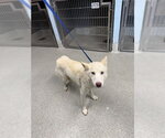 Small Siberian Husky