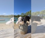 Pup Pup - Male Aussiedoodle Toy Puppy for Sale - Photo #2