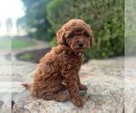 Small #1 Miniature Labradoodle