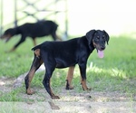 Small Photo #18 Doberman Pinscher Puppy For Sale in BEAUMONT, TX, USA