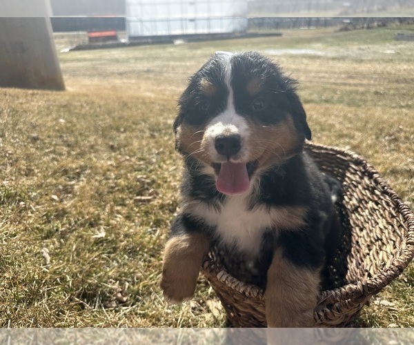 Medium Photo #8 Bernese Mountain Dog Puppy For Sale in ATHENS, WI, USA