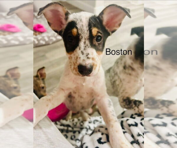 Medium Photo #1 Mutt Puppy For Sale in Lakewood, CO, USA