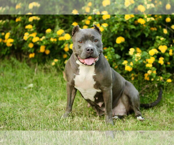 Medium Photo #5 American Staffordshire Terrier Puppy For Sale in Yuba City, CA, USA