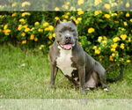 Small #4 American Staffordshire Terrier