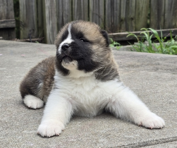 Medium Photo #43 Akita Puppy For Sale in STRAFFORD, MO, USA