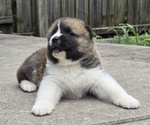 Small #2 Akita