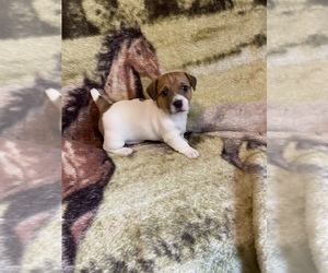 Jack Russell Terrier Puppy for sale in WEST HARRISON, IN, USA