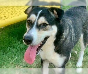 Labrador Retriever-Siberian Husky Mix Dogs for adoption in Temple, TX, USA