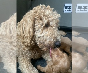 Mother of the Goldendoodle puppies born on 10/15/2022