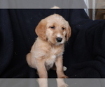Small Photo #3 Labradoodle Puppy For Sale in SHILOH, OH, USA