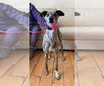 Small #1 Greyhound