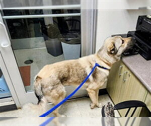 Anatolian Shepherd Dogs for adoption in Plano, TX, USA