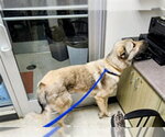 Small Anatolian Shepherd