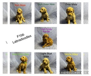 Labradoodle Puppy for sale in CYNTHIANA, KY, USA