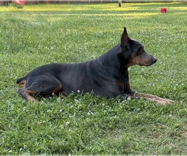 Medium Photo #7 Doberman Pinscher Puppy For Sale in NEWTON, NC, USA