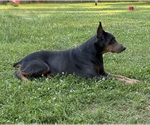 Small #6 Doberman Pinscher