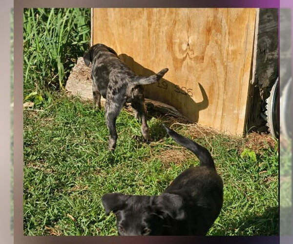 Medium Photo #6 Mutt Puppy For Sale in Wakefield, RI, USA