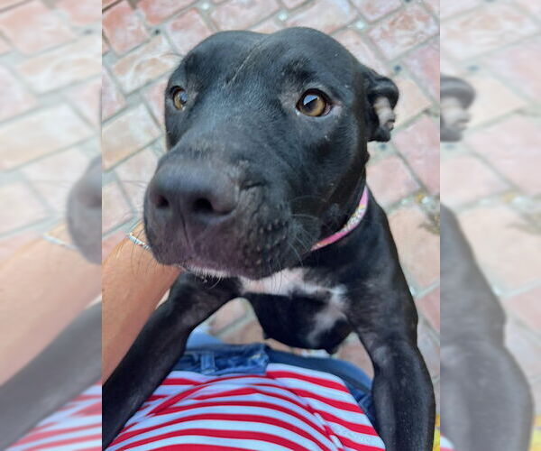 Medium Photo #3 American Pit Bull Terrier-Unknown Mix Puppy For Sale in Rockaway, NJ, USA