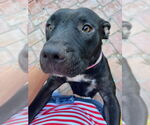 Small #2 American Pit Bull Terrier Mix