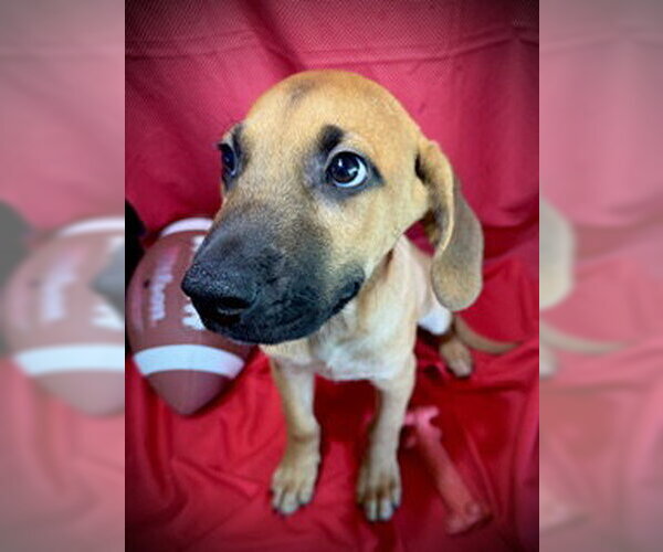 Medium Photo #4 Labrador Retriever-Unknown Mix Puppy For Sale in Pleasanton, TX, USA